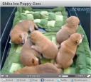 puppy cam